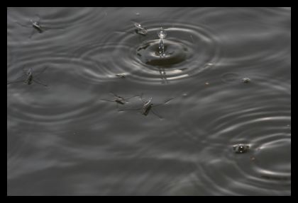 H2O wodne stwory - bąble
