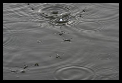 H2O wodne stwory - bąble 2
